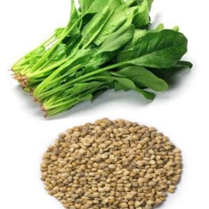 Spinach seed
