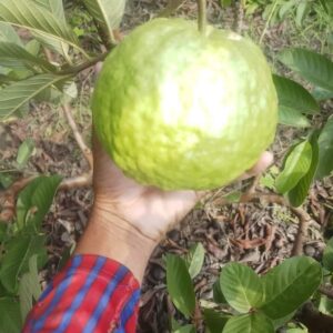 Guava amrood