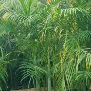 Areca palm