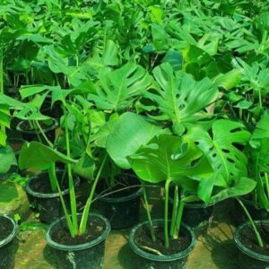 Monstera dilocisia