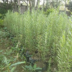 Rosemary