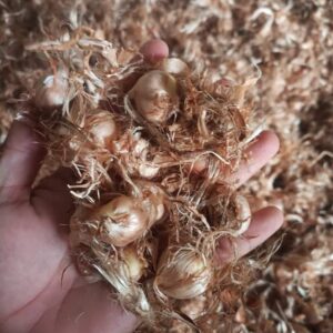 Saffron Bulbs Price In Pakistan