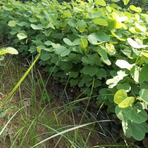 Kachnar plant