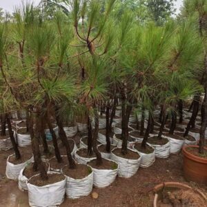Cheer pine
