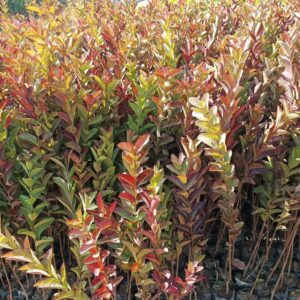 Red Gauva
