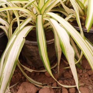 Spider plant