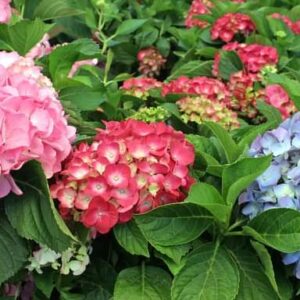 Hydrangea plant