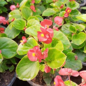 Begonia plant