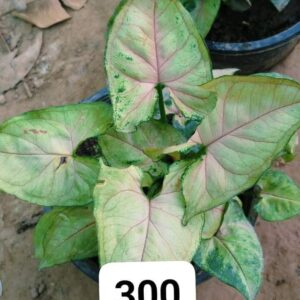 Syngonium plant