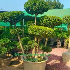Big Bonsai shape plant