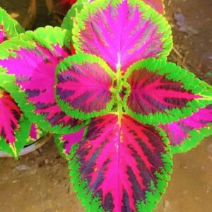 Coleus plant