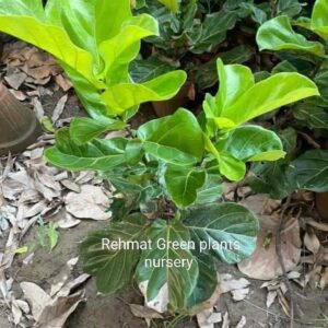 Fedle leaf fig plant