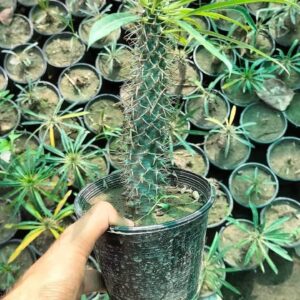 pichi podium cactus