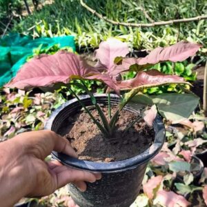 Syngonium pink color