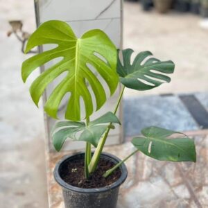 Monstera dilocisia