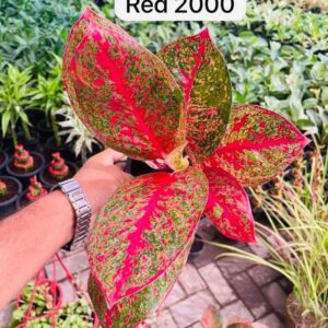 Aglaonemea Import From Thailand