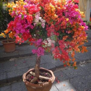 Boganvilla grafted 4 Colors
