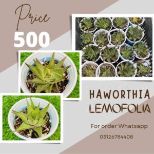 Harworthia plant