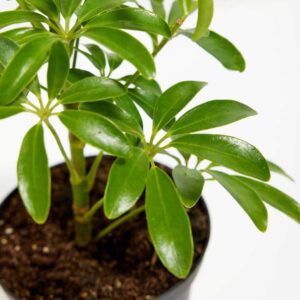 Sheflera plant