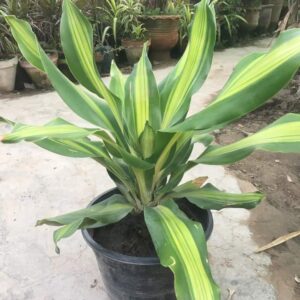Dracaena Fragnas