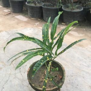 Croton plant