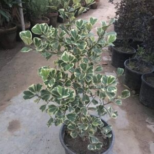 verigated terminalia