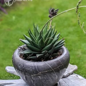 Forest choco marble pot