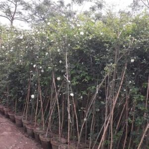 Rose vines