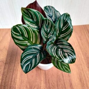 Calathae plant