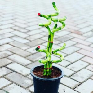 Bamboo plant