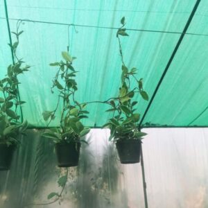 Honey plant