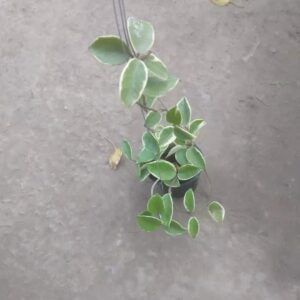 Honey plant