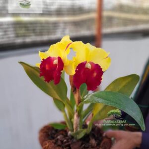Cattleya