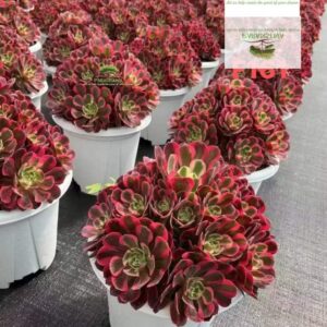 Aeonium Mutation