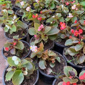 Begonia plant