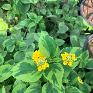 Verigated lantana plant