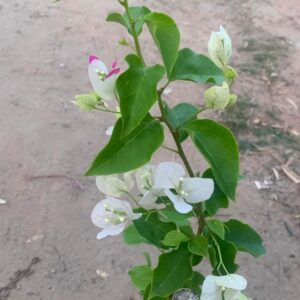 Bougainvillea plant