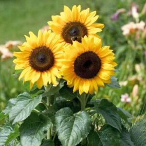 Sun flowers plant