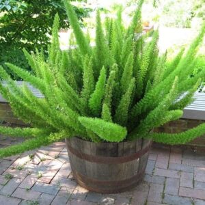 Foxtail fern