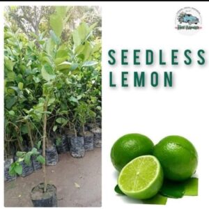 Seedles Lemon