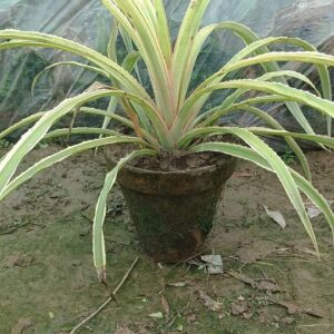 Pine Apple