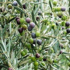 Olive plant