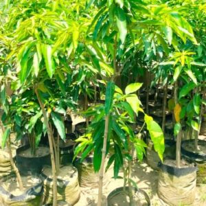Mango plant