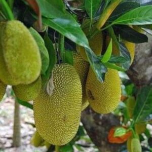 Jack fruit