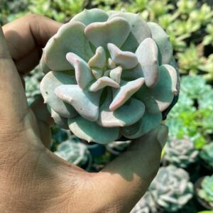 Echeveria cubic Succulent