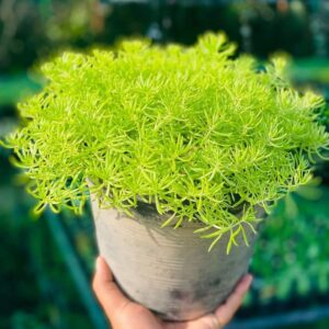 Sedum plant