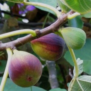 Fig