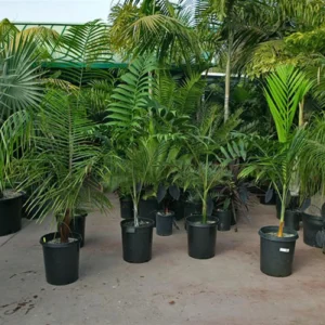Golden Palm