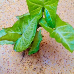 Syngonium plant