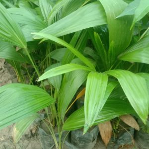 Table palm